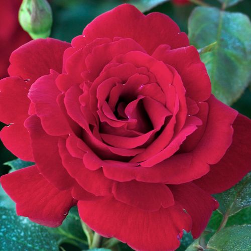 Vörös - Rózsa - Le Rouge et le Noir® - Online rózsa vásárlás